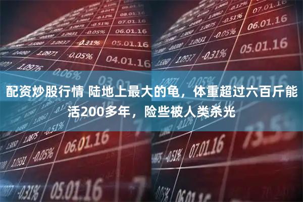 配资炒股行情 陆地上最大的龟，体重超过六百斤能活200多年，险些被人类杀光