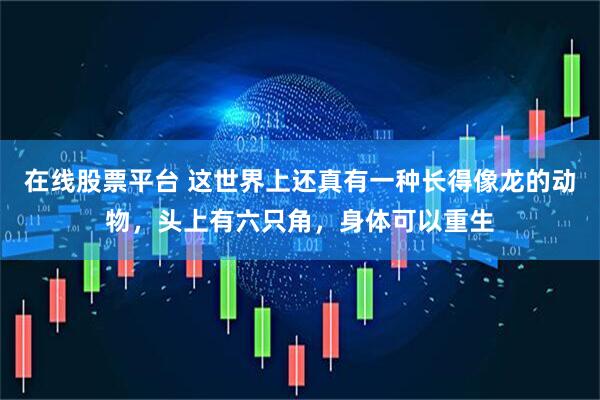 在线股票平台 这世界上还真有一种长得像龙的动物，头上有六只角，身体可以重生