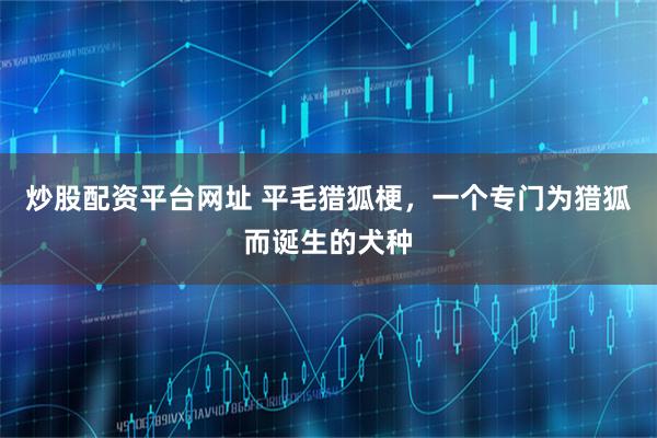 炒股配资平台网址 平毛猎狐梗，一个专门为猎狐而诞生的犬种