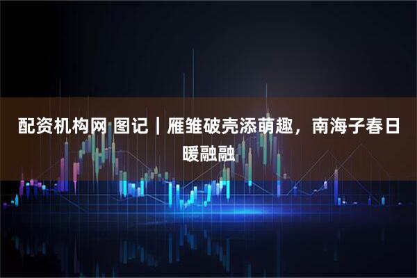 配资机构网 图记｜雁雏破壳添萌趣，南海子春日暖融融
